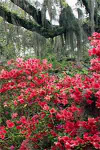 重生龙族：我的后代有点强