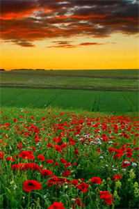 我被纵火烧死，妈妈却只关心脸上落灰的哥哥